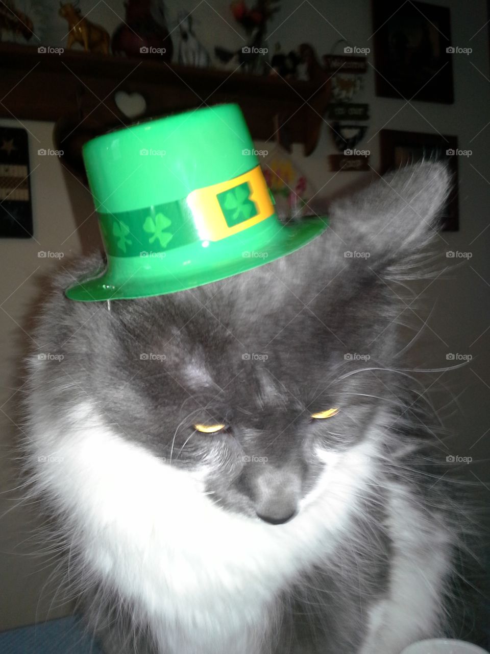 Irish kitty
