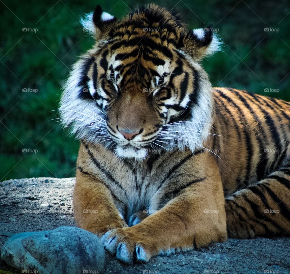 Sleepy tiger 