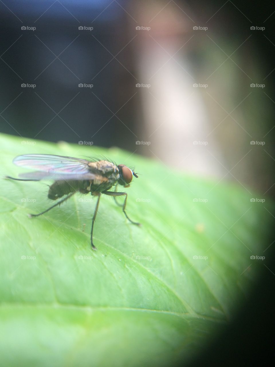 Fly on a leaf