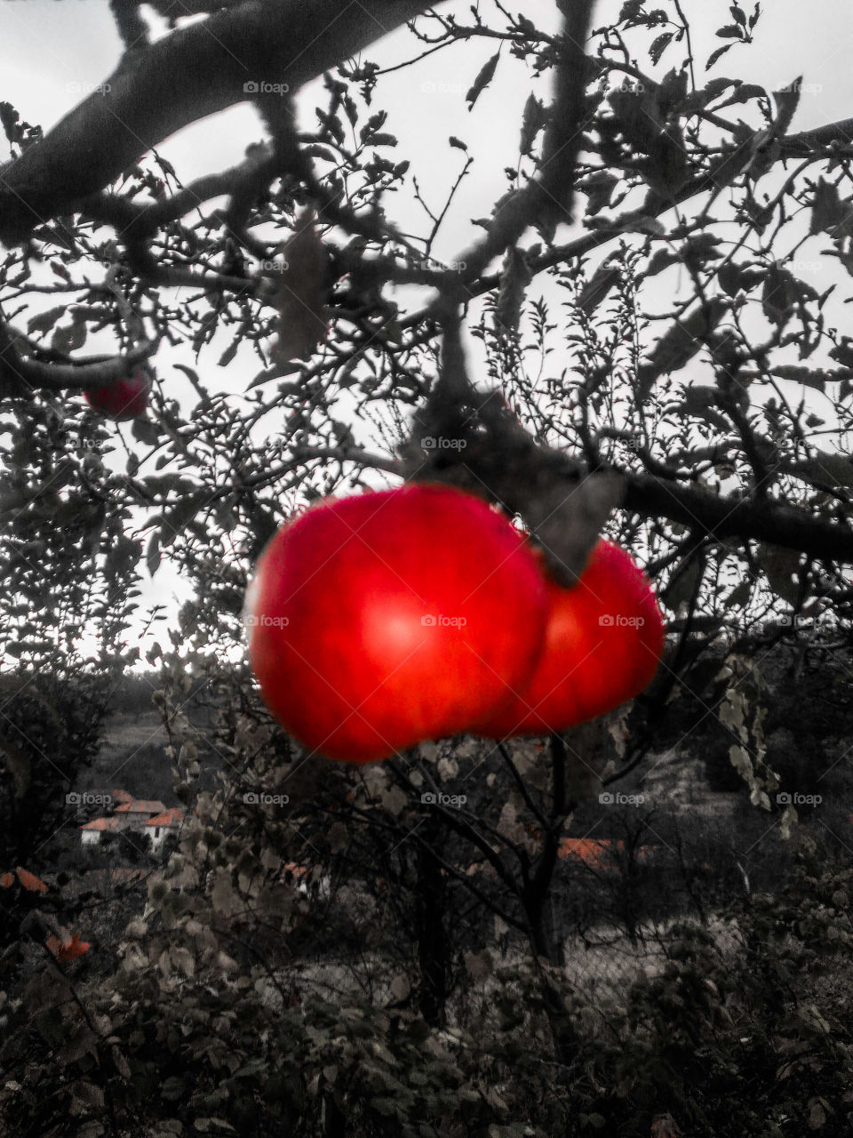 red apple