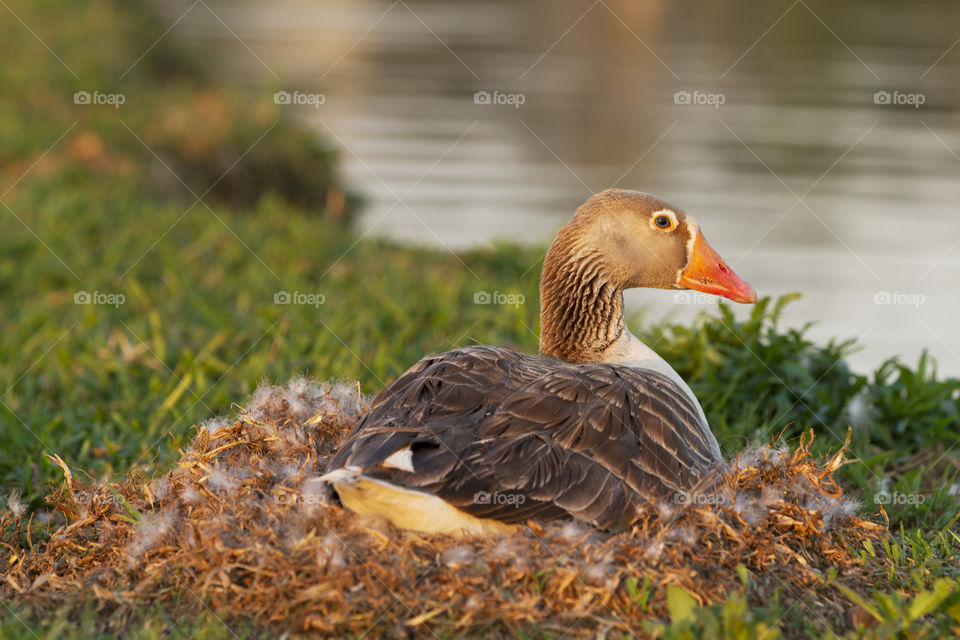 Duck in the nest.