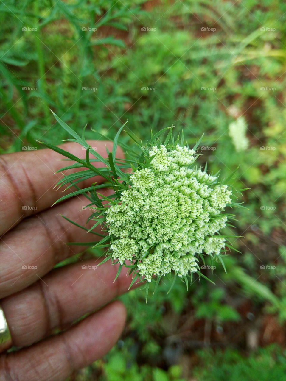 delicate carrot flowering plant