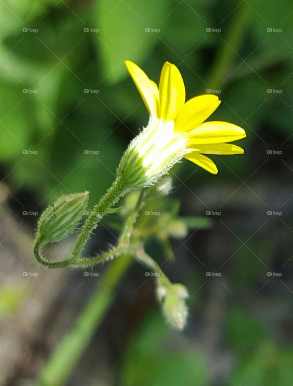 Nature, Flora, Flower, Summer, Leaf