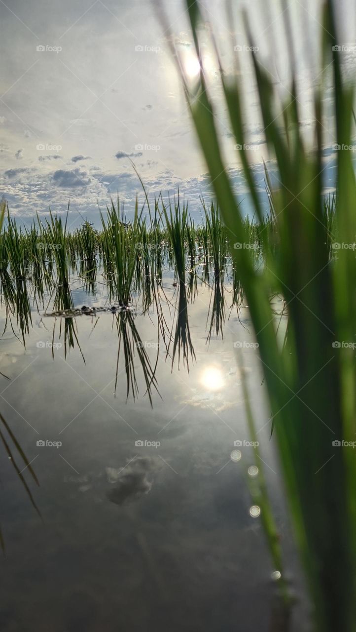 sinar matahari di air sawah