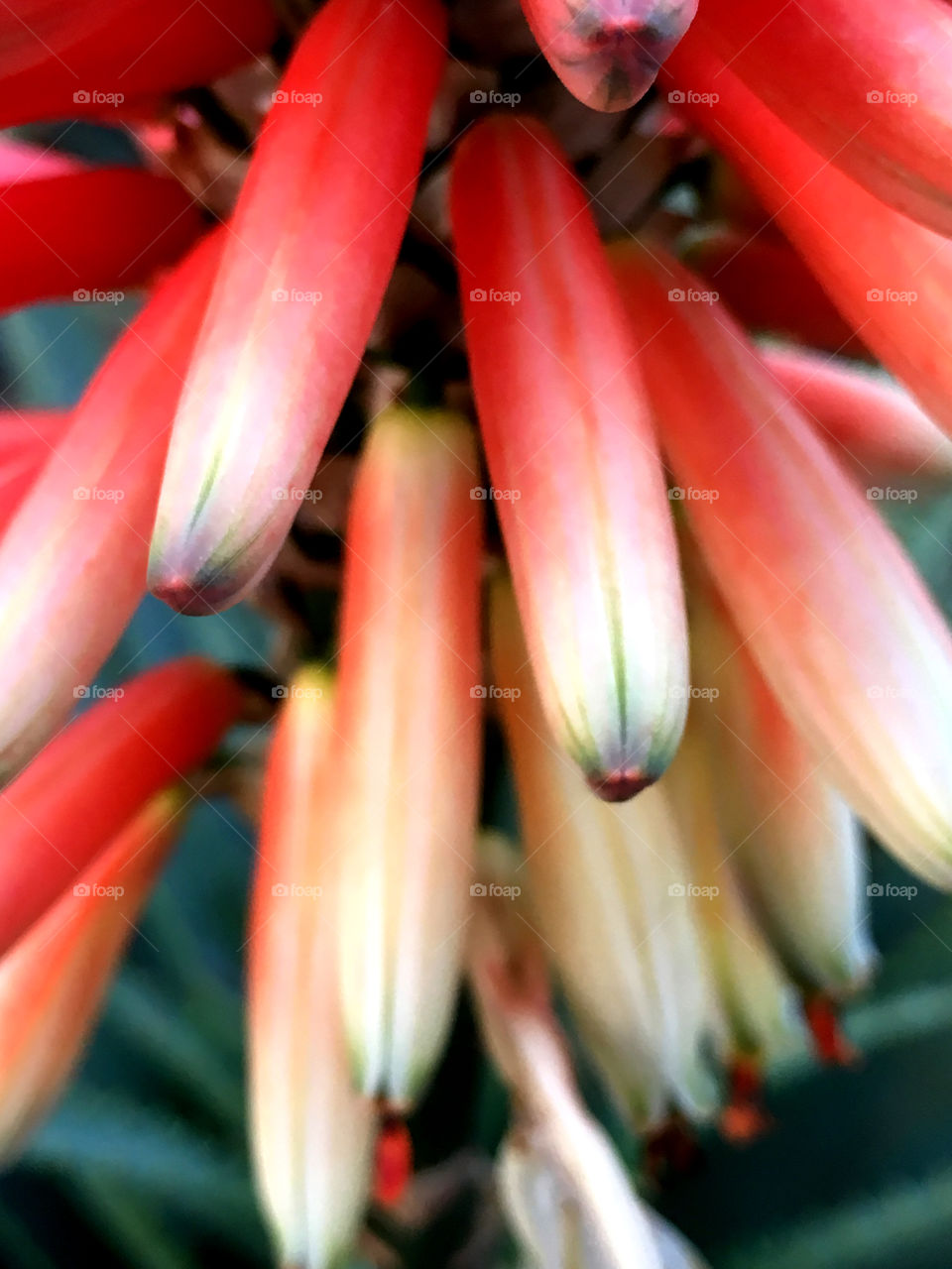 Aloe flower close-up