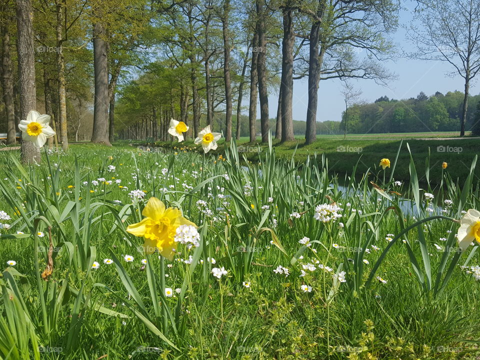 Spring in Holland
