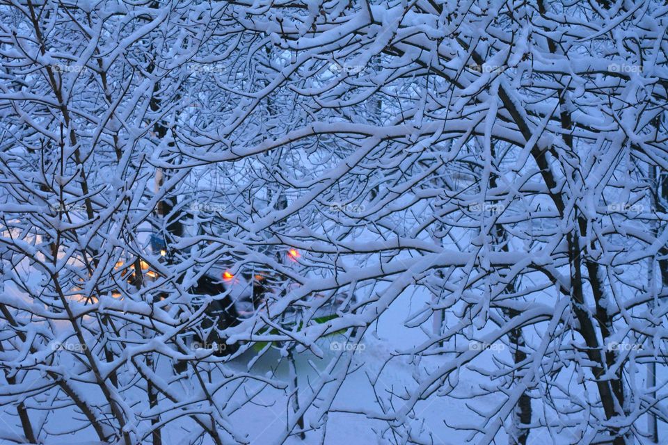 Winter, Tree, Frost, Snow, Desktop