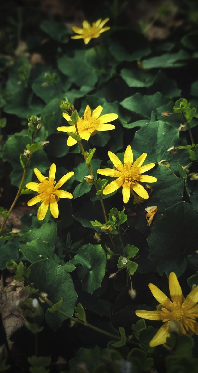 💛