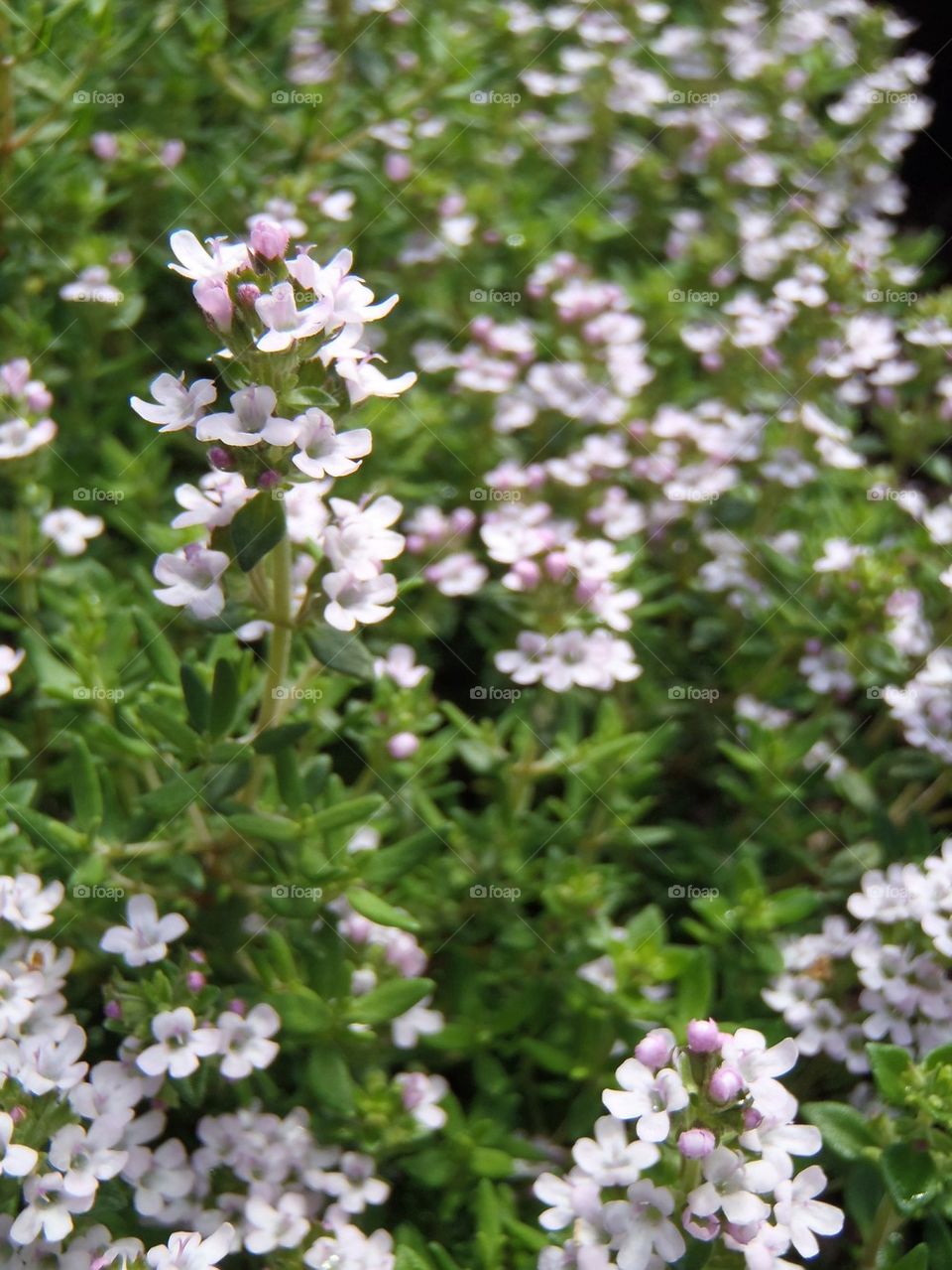 My thyme 