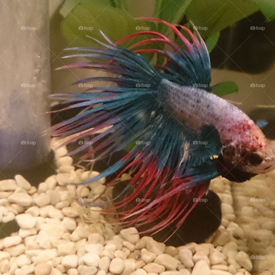 Crown Tail Betta. gorgeous crown tailed Betta named Fin