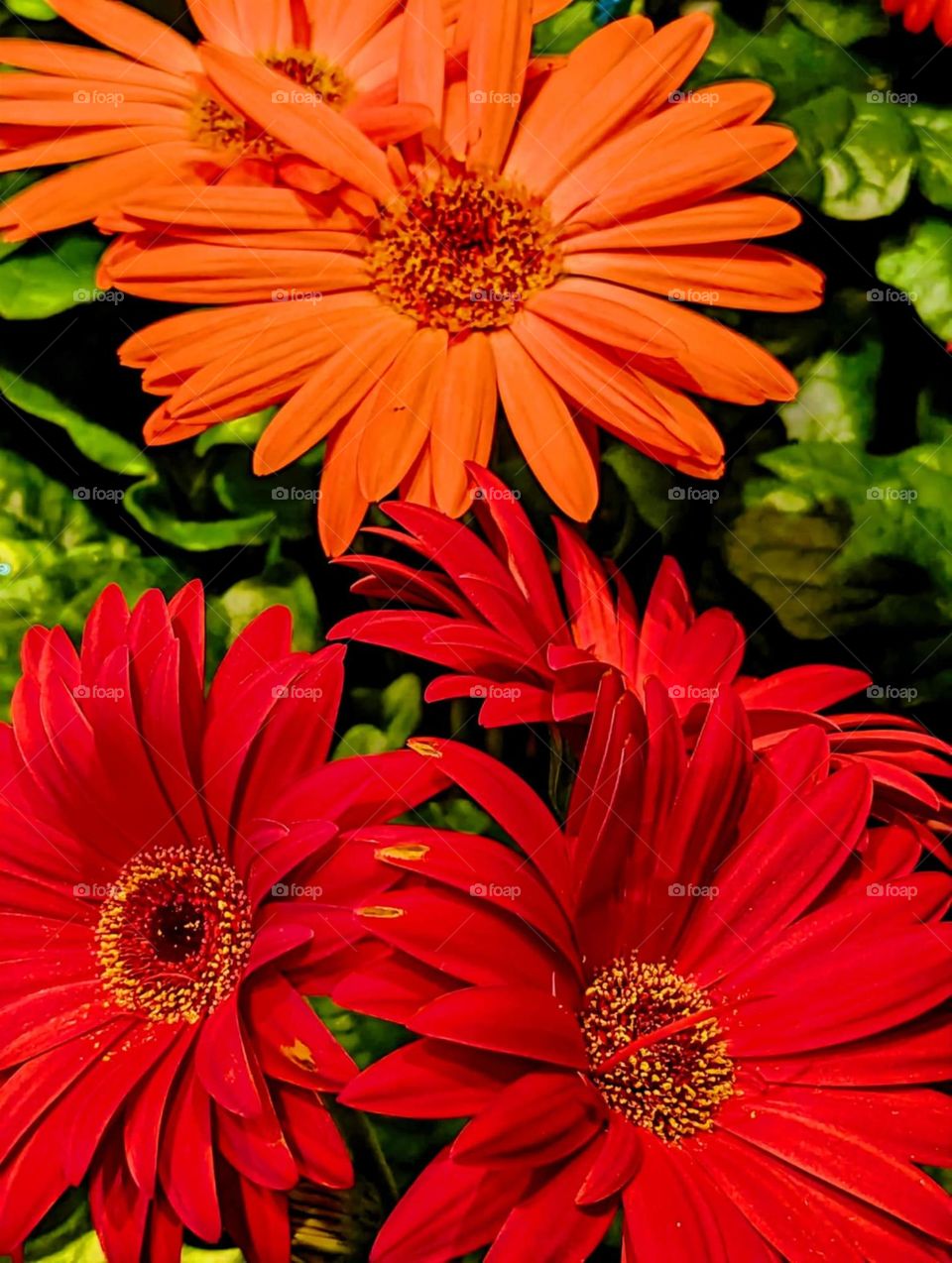 red and orange daisys