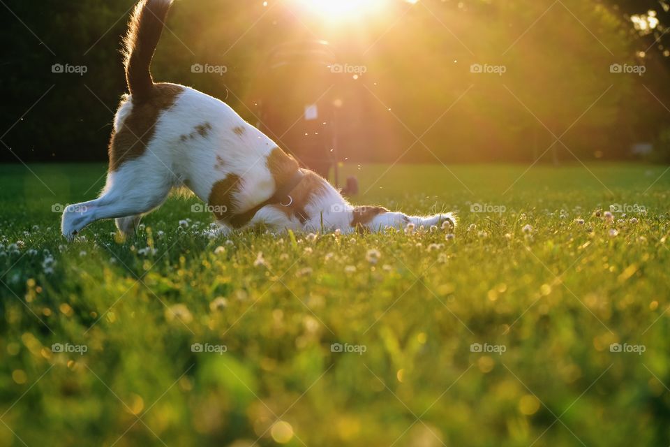 Beautiful terrier hound mixed breed dog playing in field of grass in summer evening sunlight 