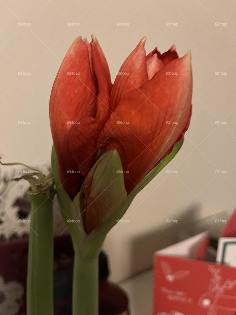 Red bloom