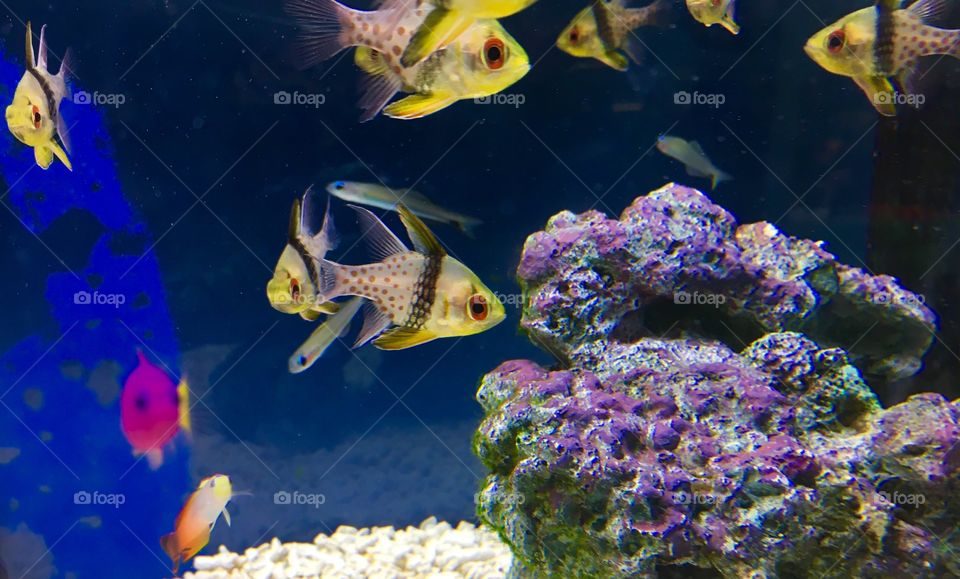 Cute fishes 