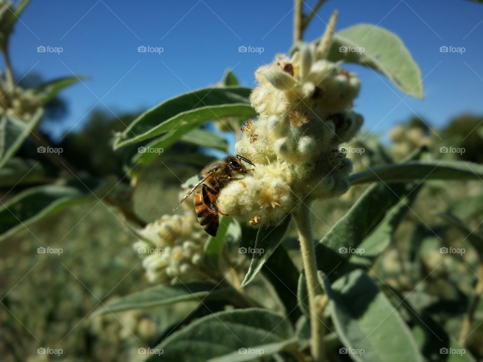 Bee