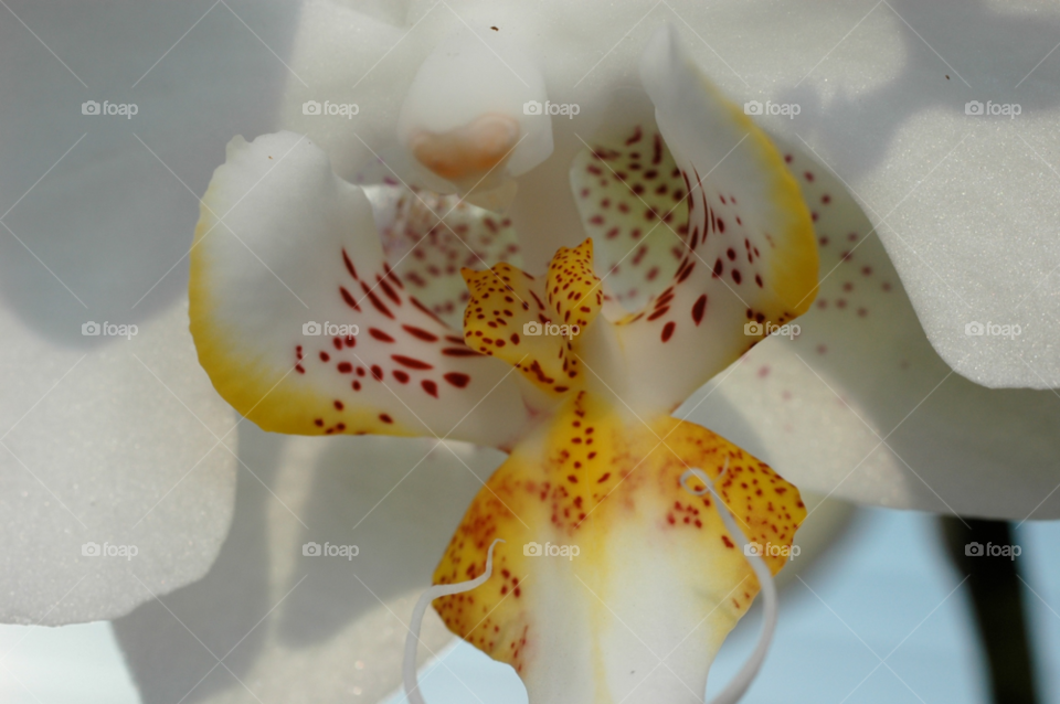 flower white orchid by ibphotography