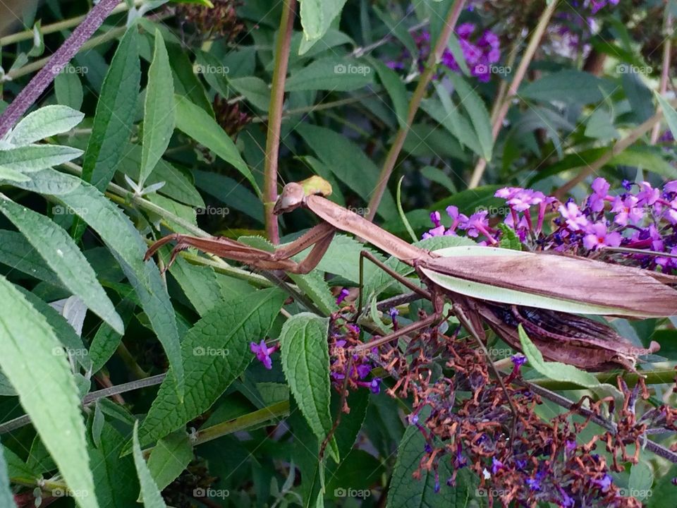 Insect on flower