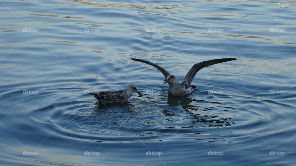 Seagulls swimming in the sea
