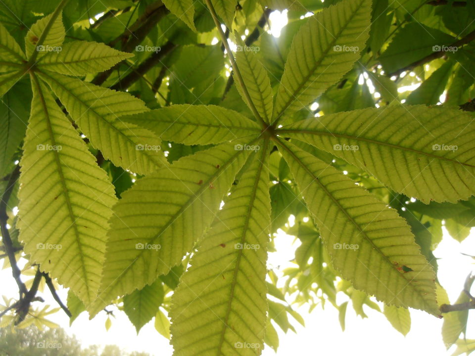 Leaves Close Up