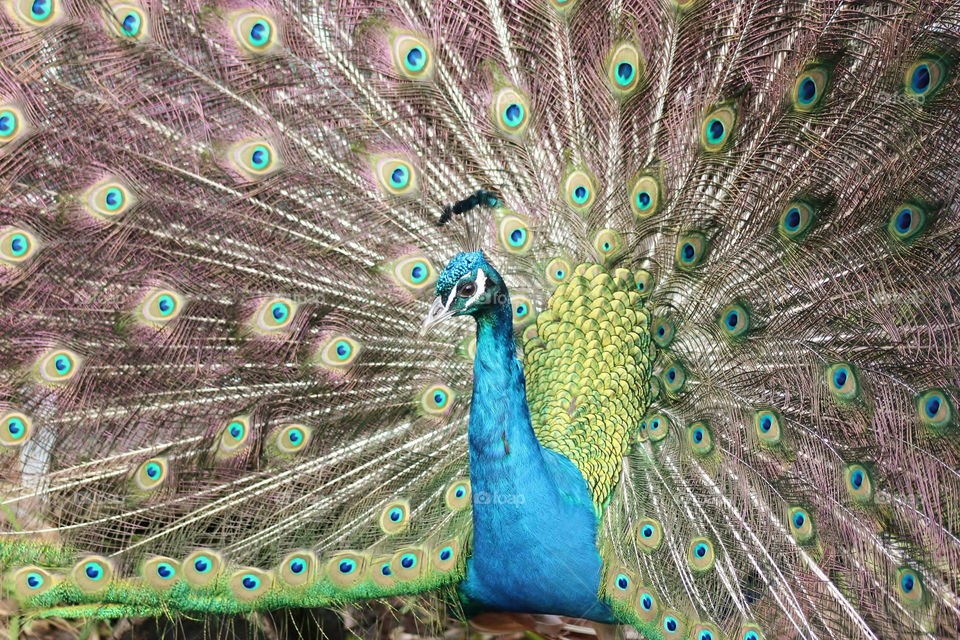 Close Up Of Peacock