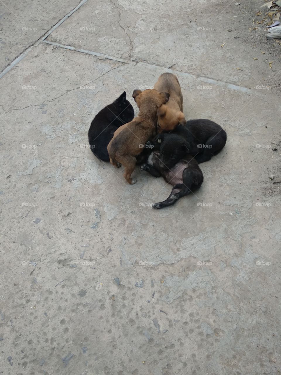 puppies