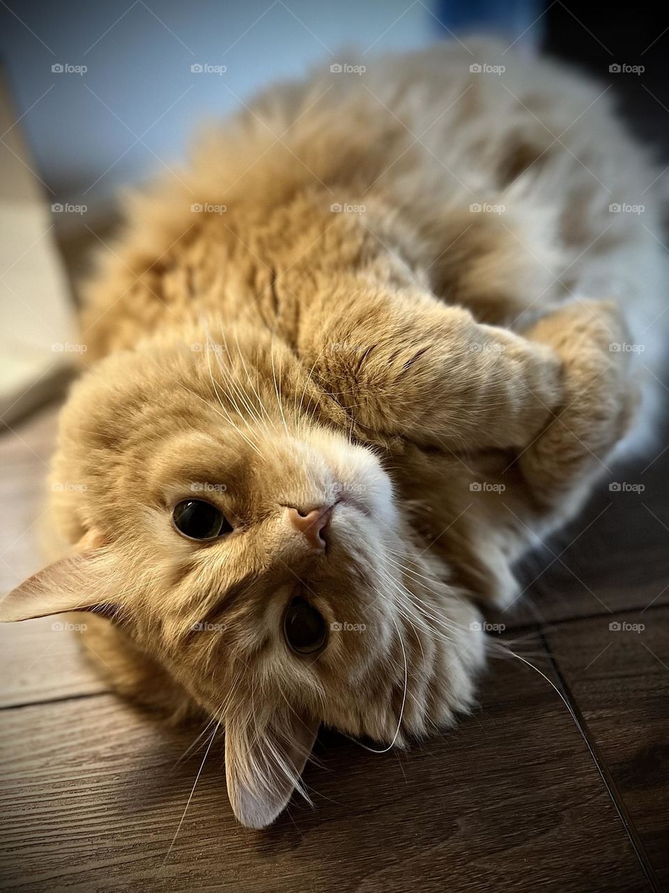 My sweet loveable golden cat laying on back  