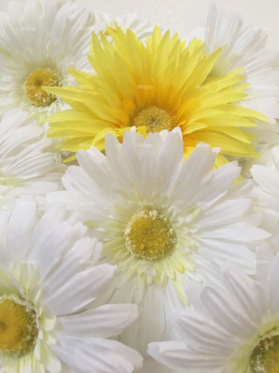 Daisies 