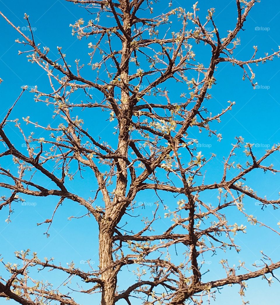 A bare tree in a blue summer sky