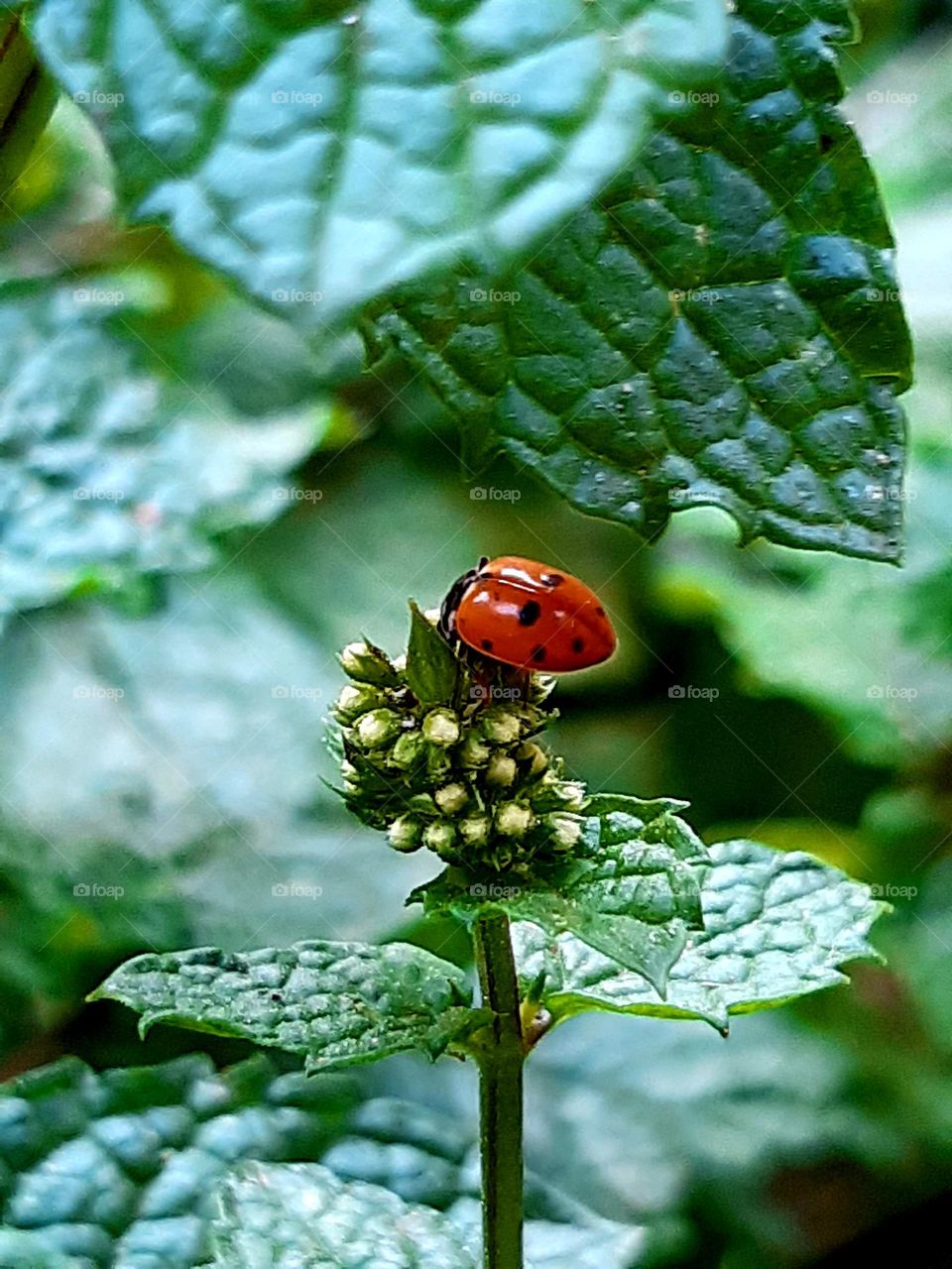 A vibrant red ladybug with distinct black spots crawling on a green leaf, captured in Casablanca on January 1, 2025, showcasing the charm of nature's tiny wonders.