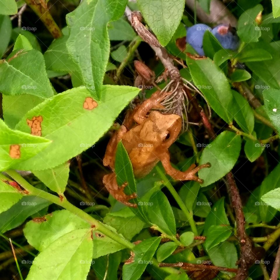 little frog in blueberry bush