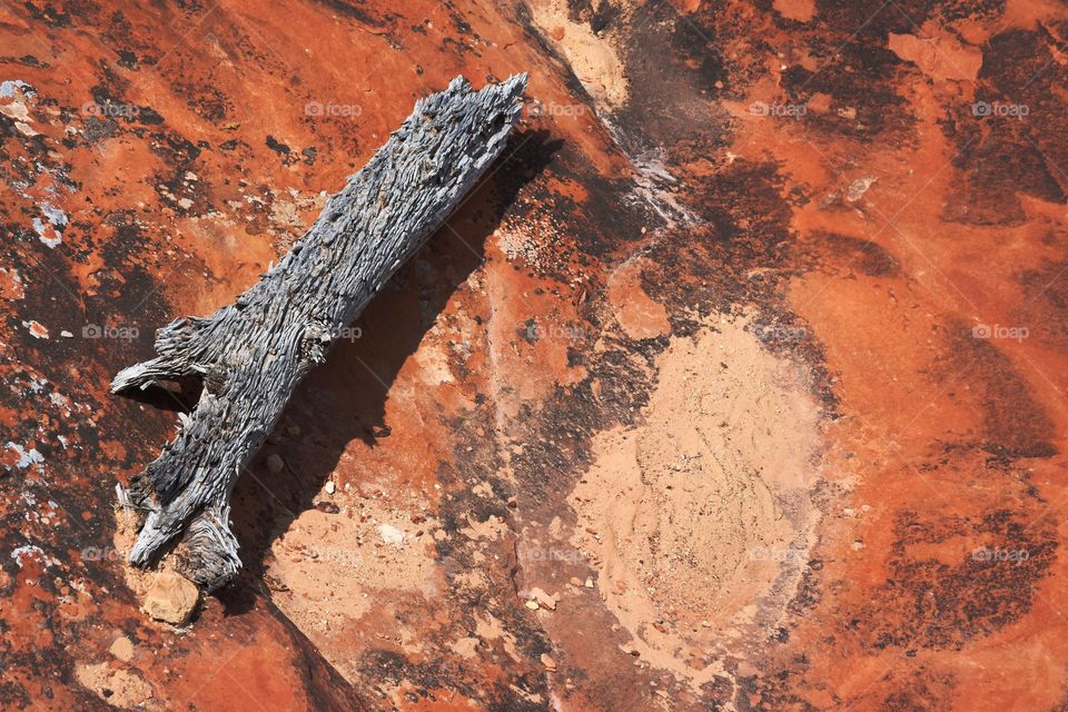 Old log on red sandstone