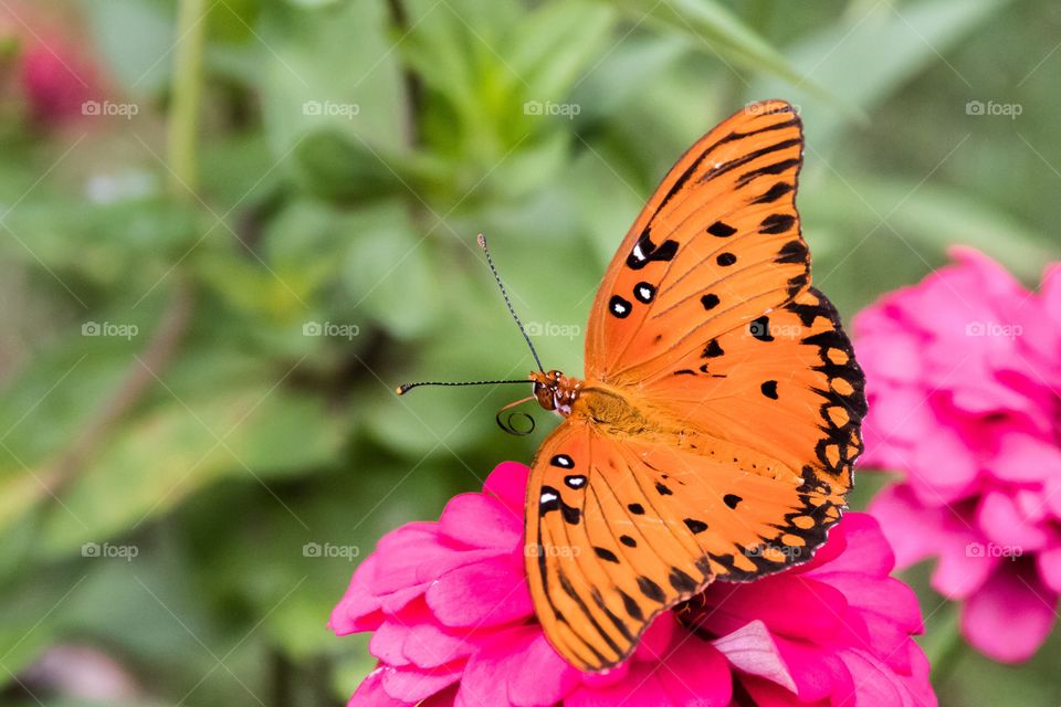 Horizontal closeup photo of a bright orange butterfly on bright pink zinnias with a green background