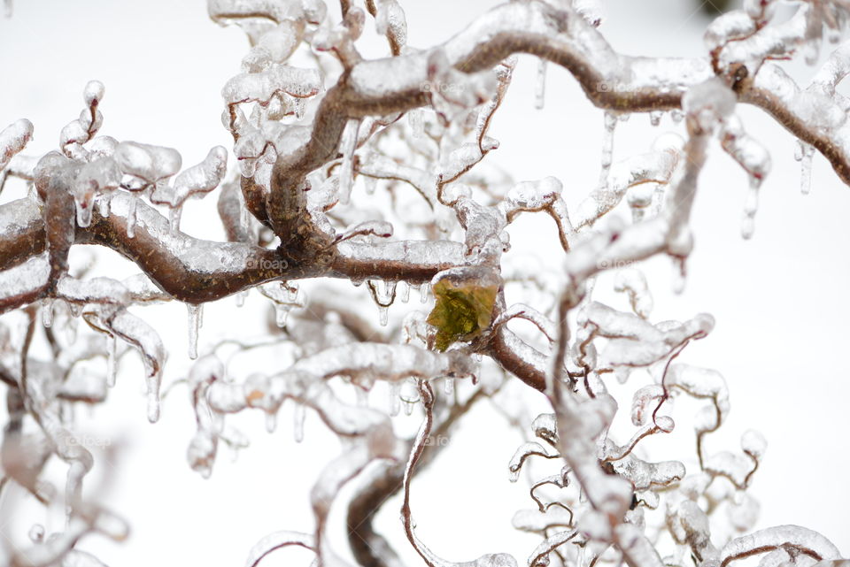 Iced branch