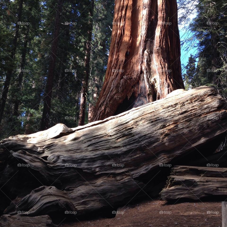 Sequoi Trees