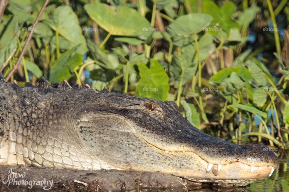 Florida Gator