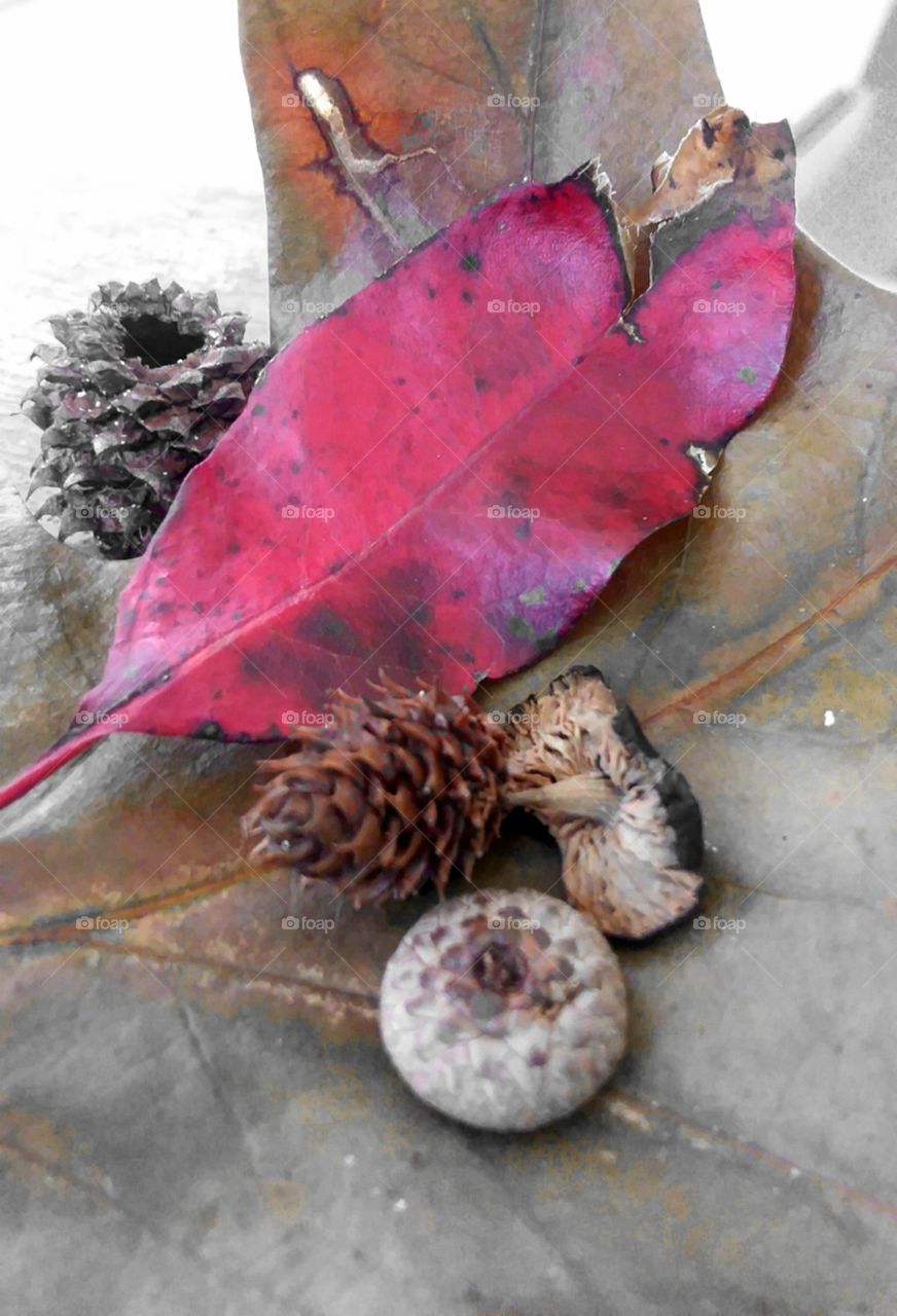 a small collection of the first signs of fall leaves pine  cones oak nut cap mushroom