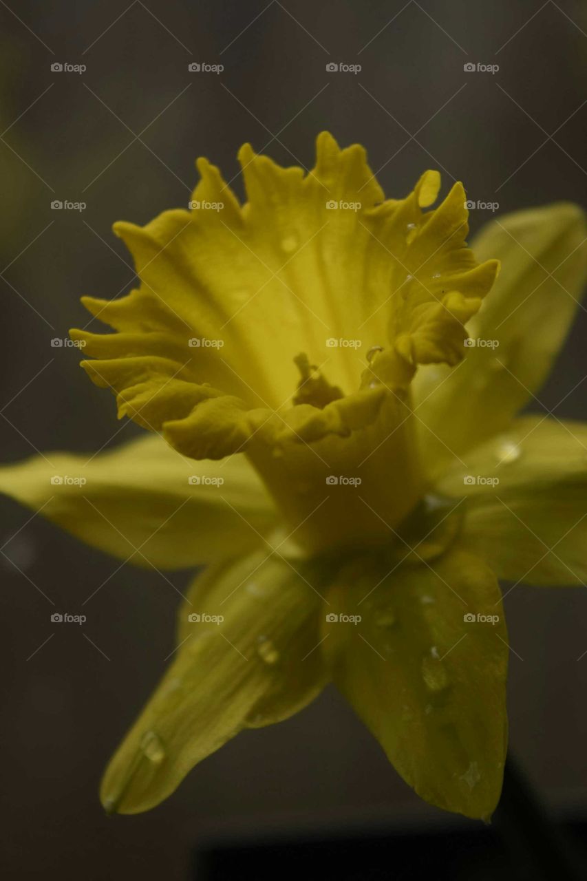 Daffodil After Rain