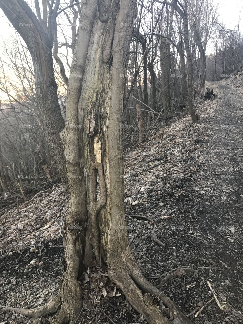 Wood, Tree, Nature, Landscape, No Person