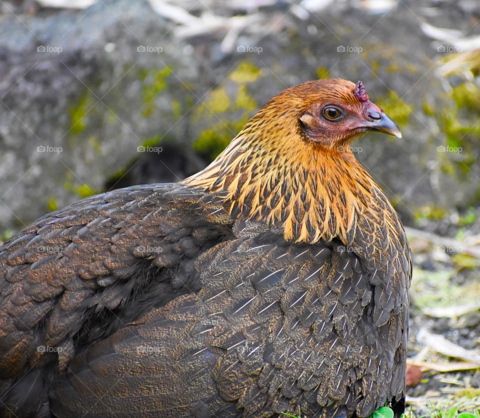 Amazing feral chicken in my neighborhood. She is fierce and fancy simultaneously.