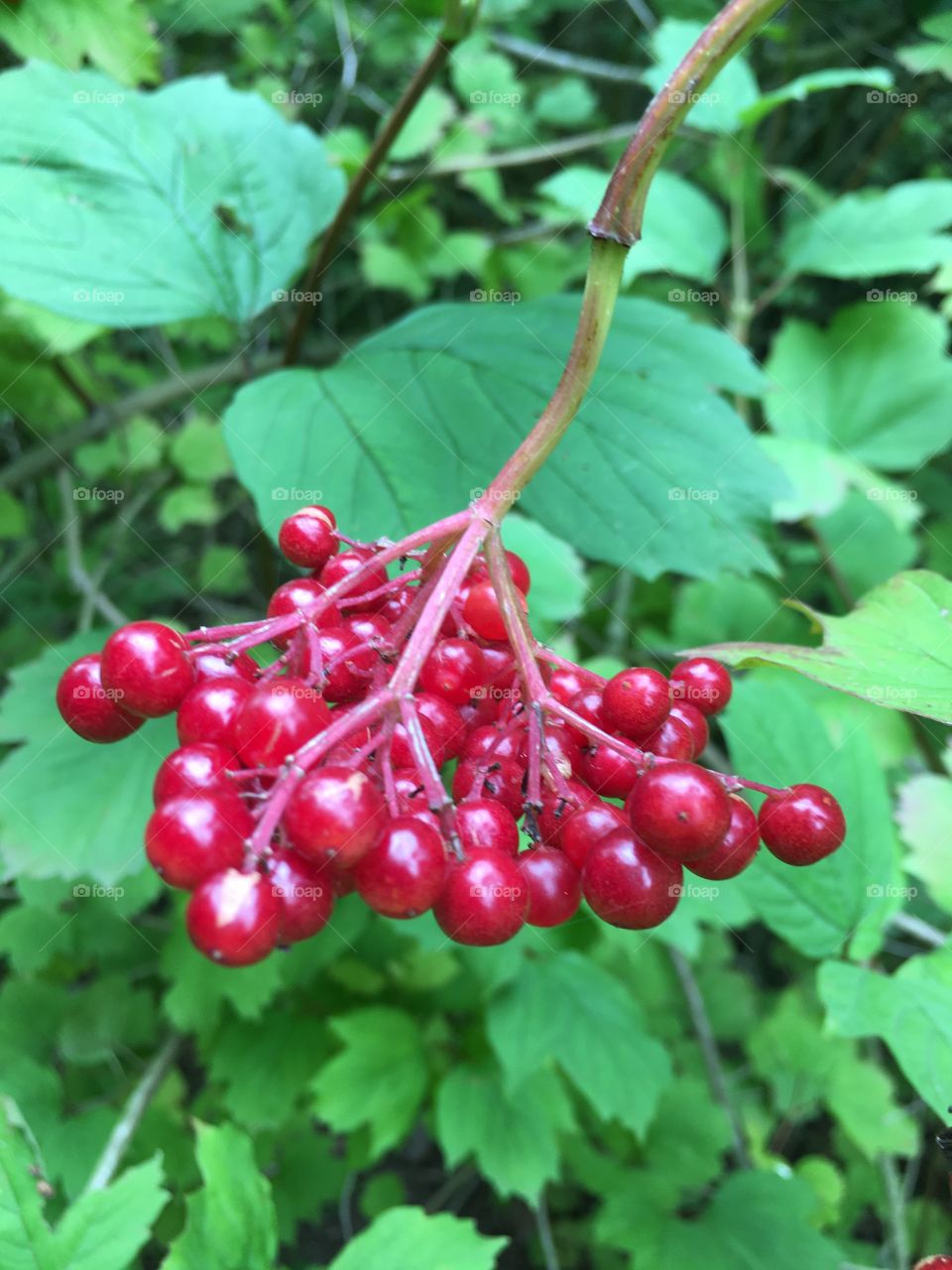 Beautiful shiny red berries found on a walk in the English Countryside indicating a change of season is near. 