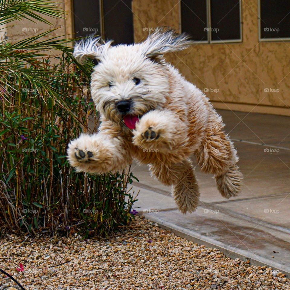 Our sweet puppy Daisy launches like Superman into the grass in our yard