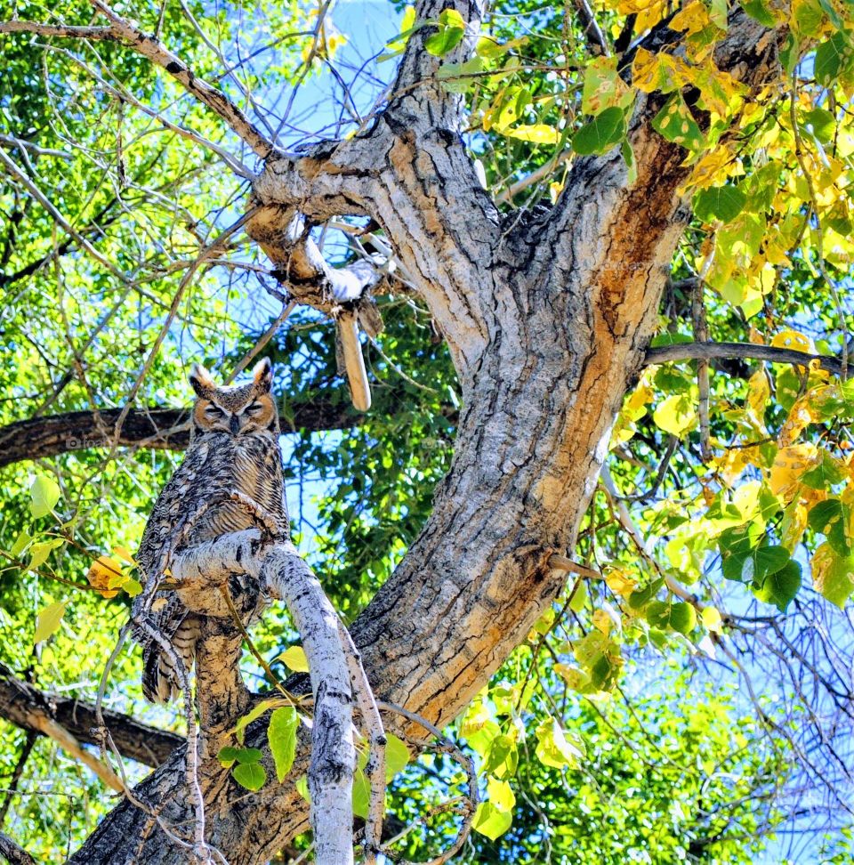 Owl Sentinel on a Bright Autumn Day