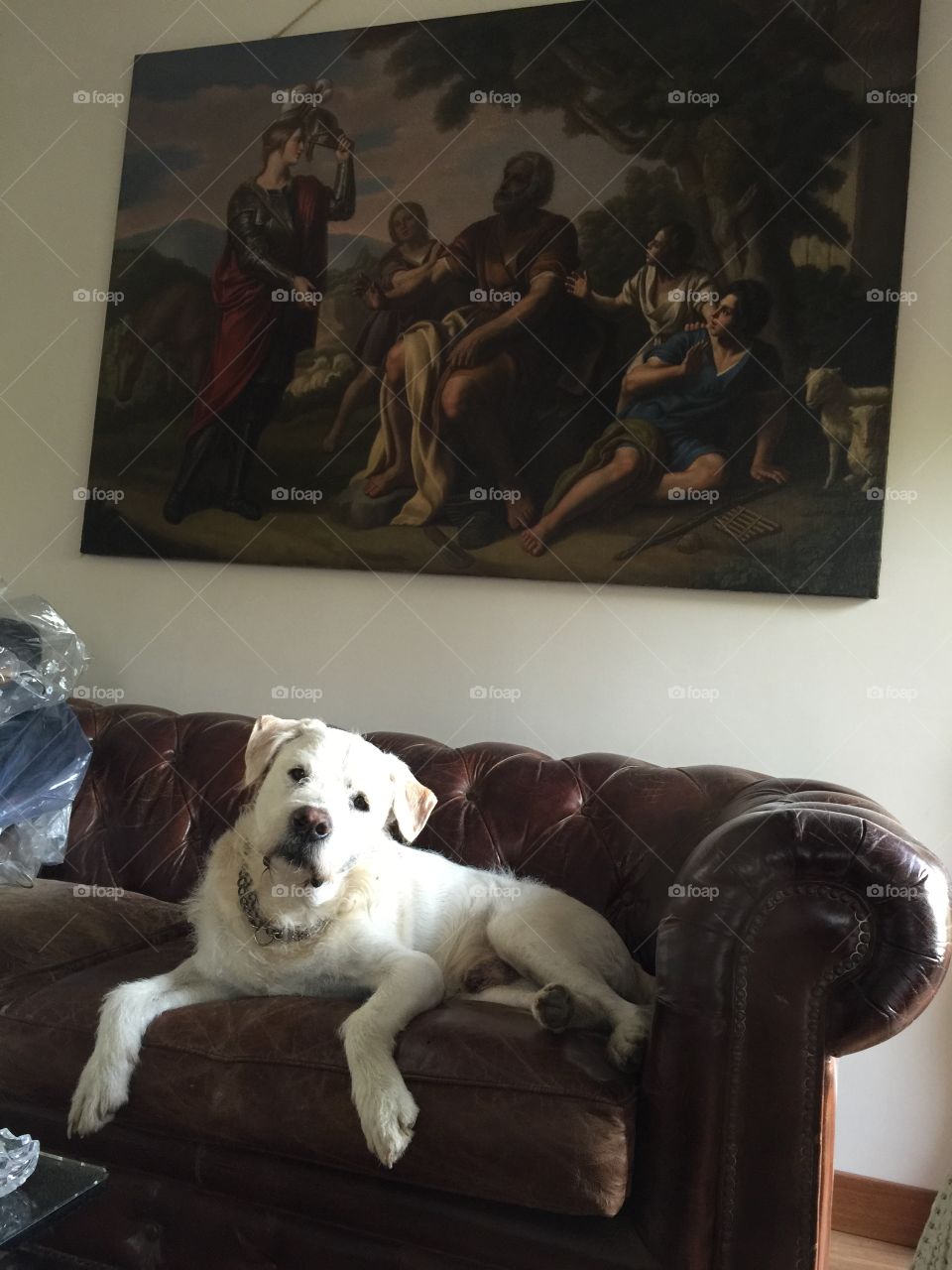 Dog. My dog in gallery