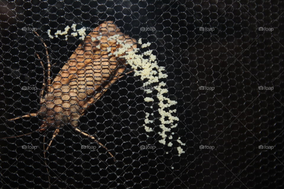 big insect gives me eggs at my window!