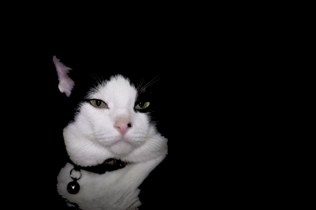 Bobby Boy
