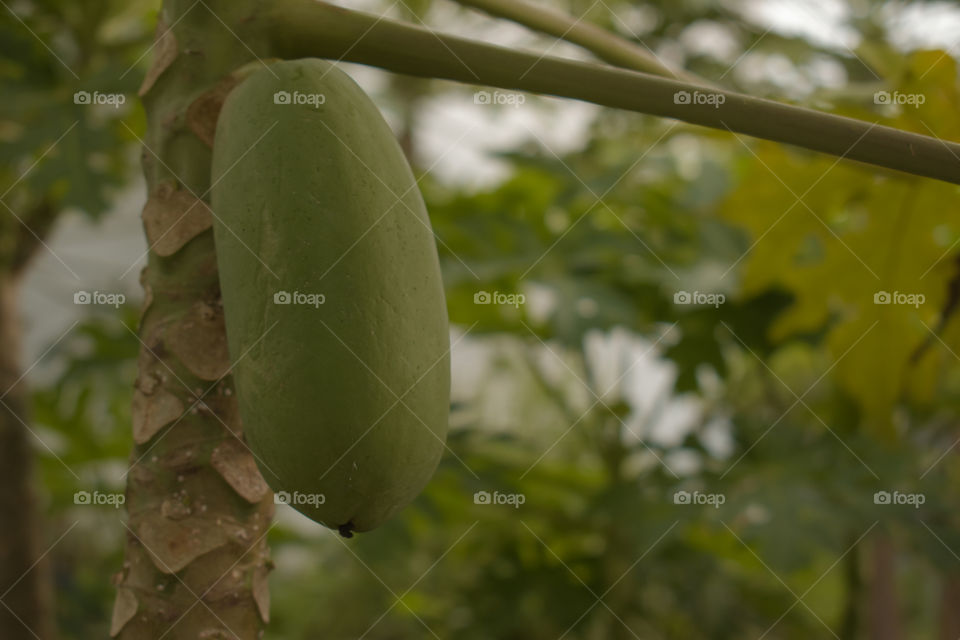 papaya fruit