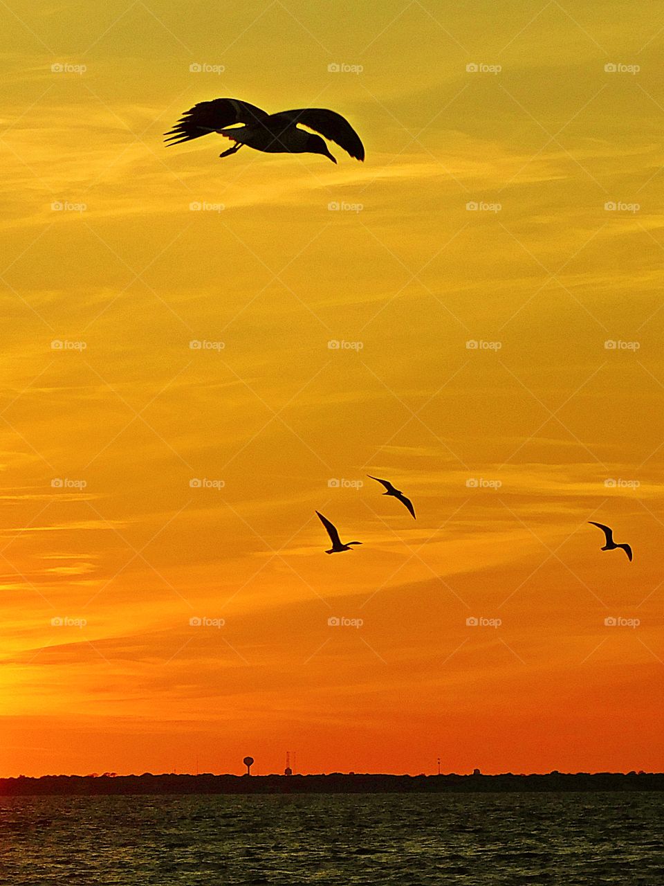 Free as a bird in the marvelous sunset - Seagulls dart in and out of the sky gliding through the shimmering golden orange sunset.