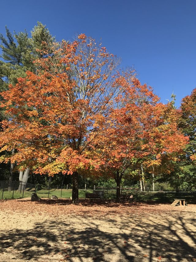 Park