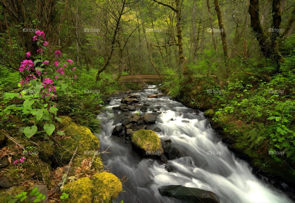 spring landscape