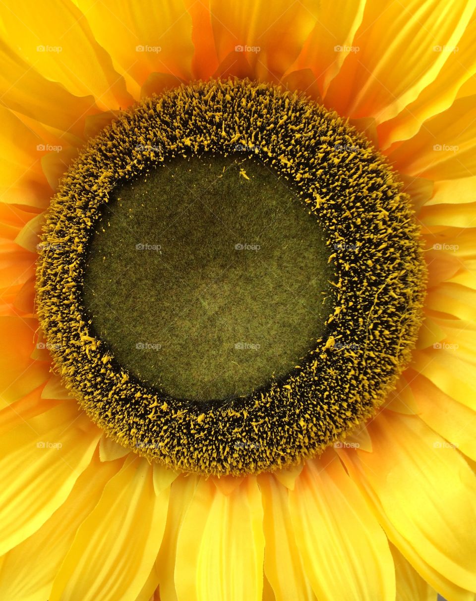 Sunflower 3. Sunflower 3 